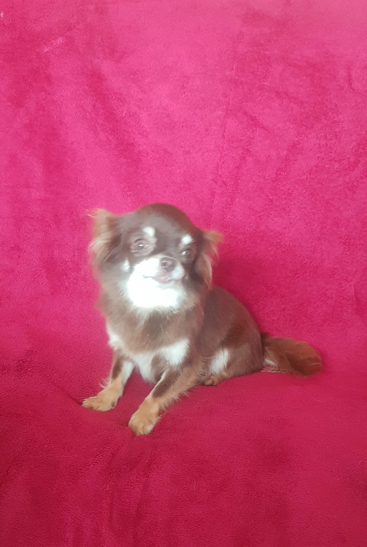 Milady des Chtichihuahuas