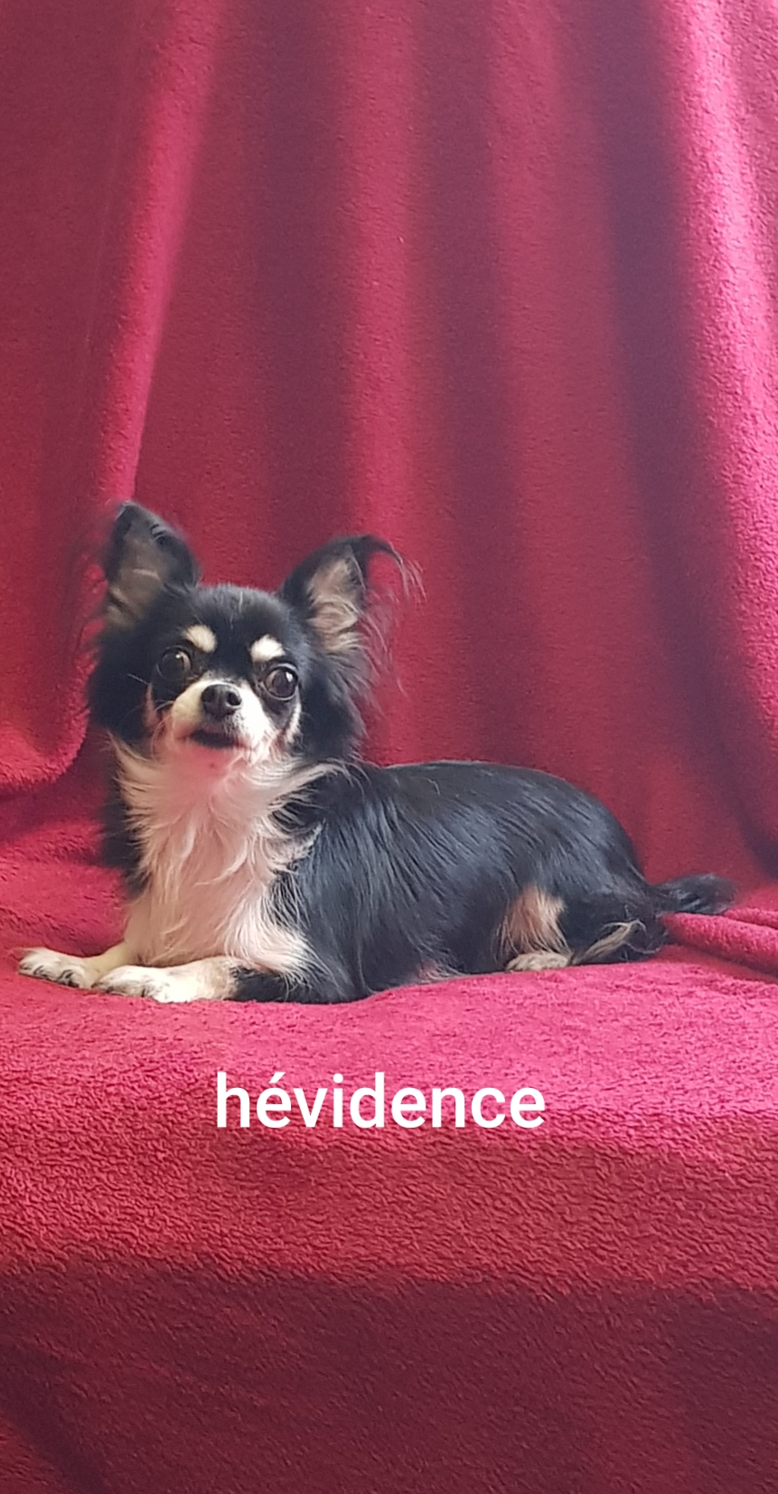 Hevidence des Chtichihuahuas