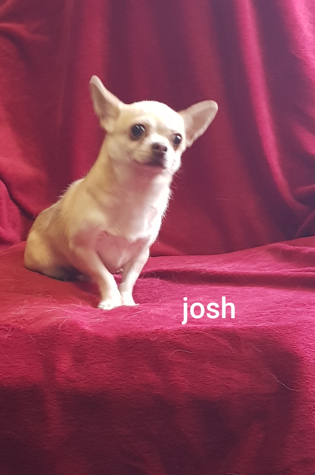 josh  du clan de samara