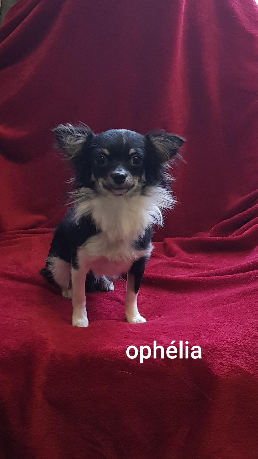 ophélia des chtichihuahuas