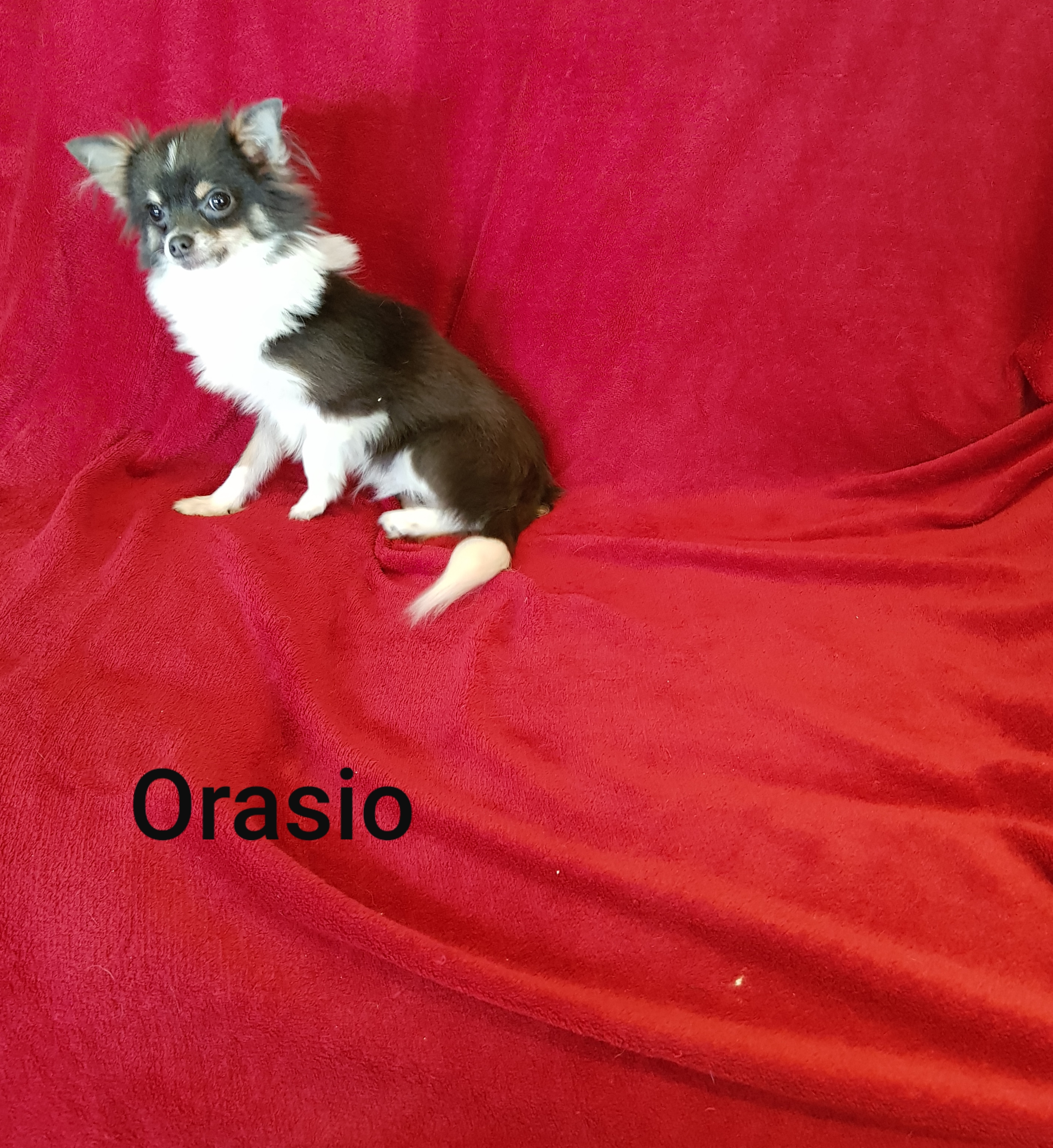 Orasio des Chtichihuahuas