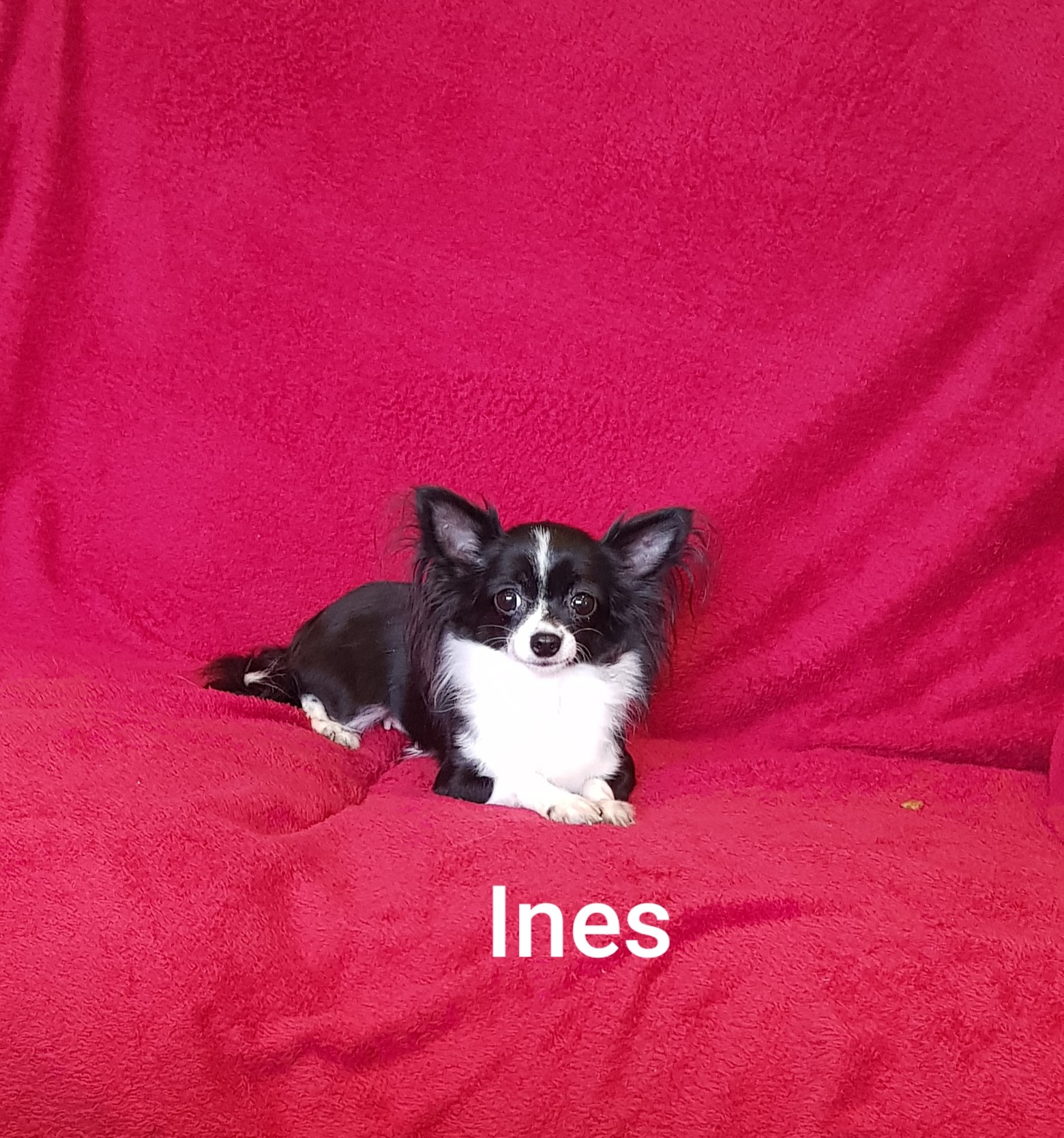 Ines des chtichihuahuas