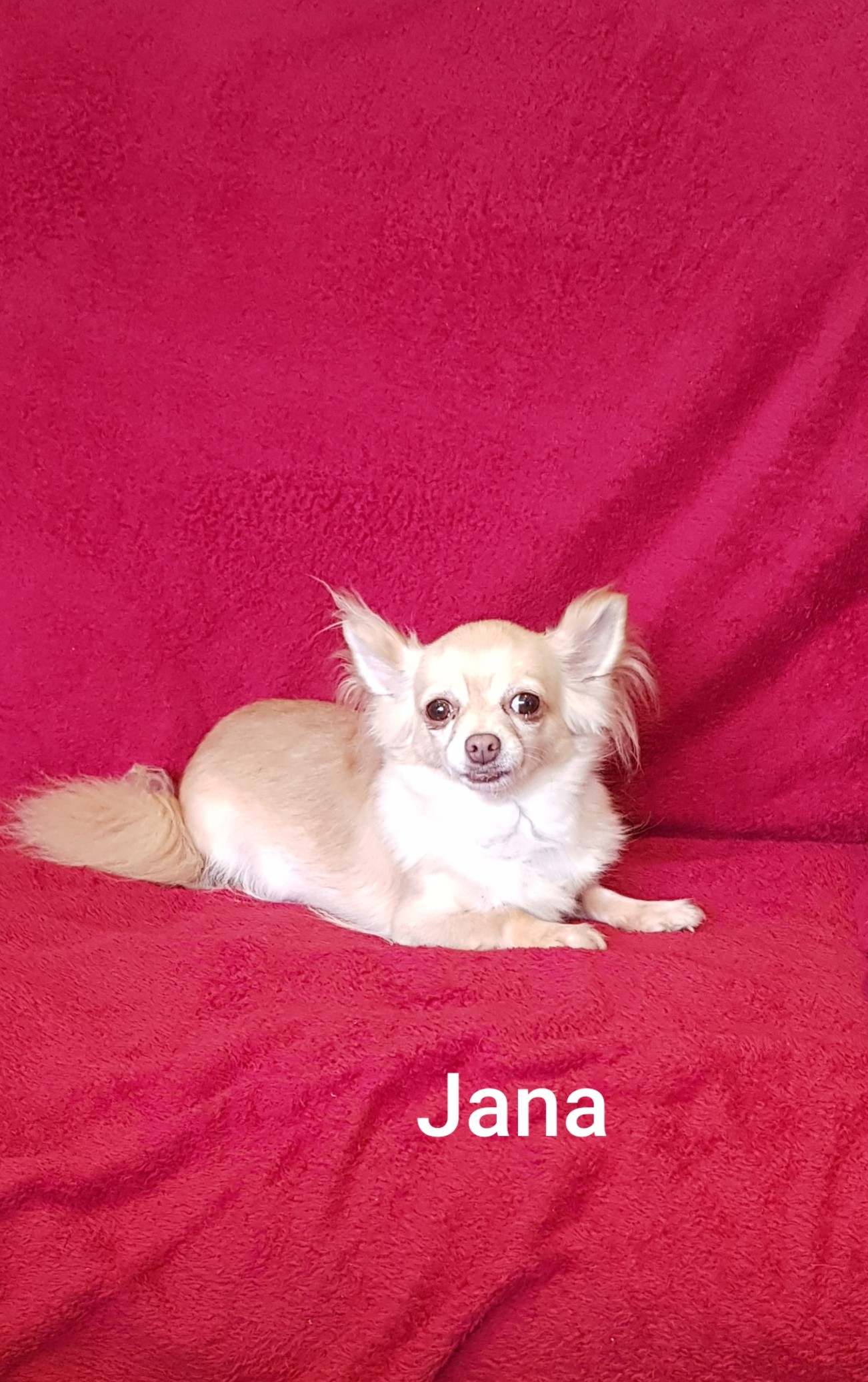Jana des chtichihuahuas