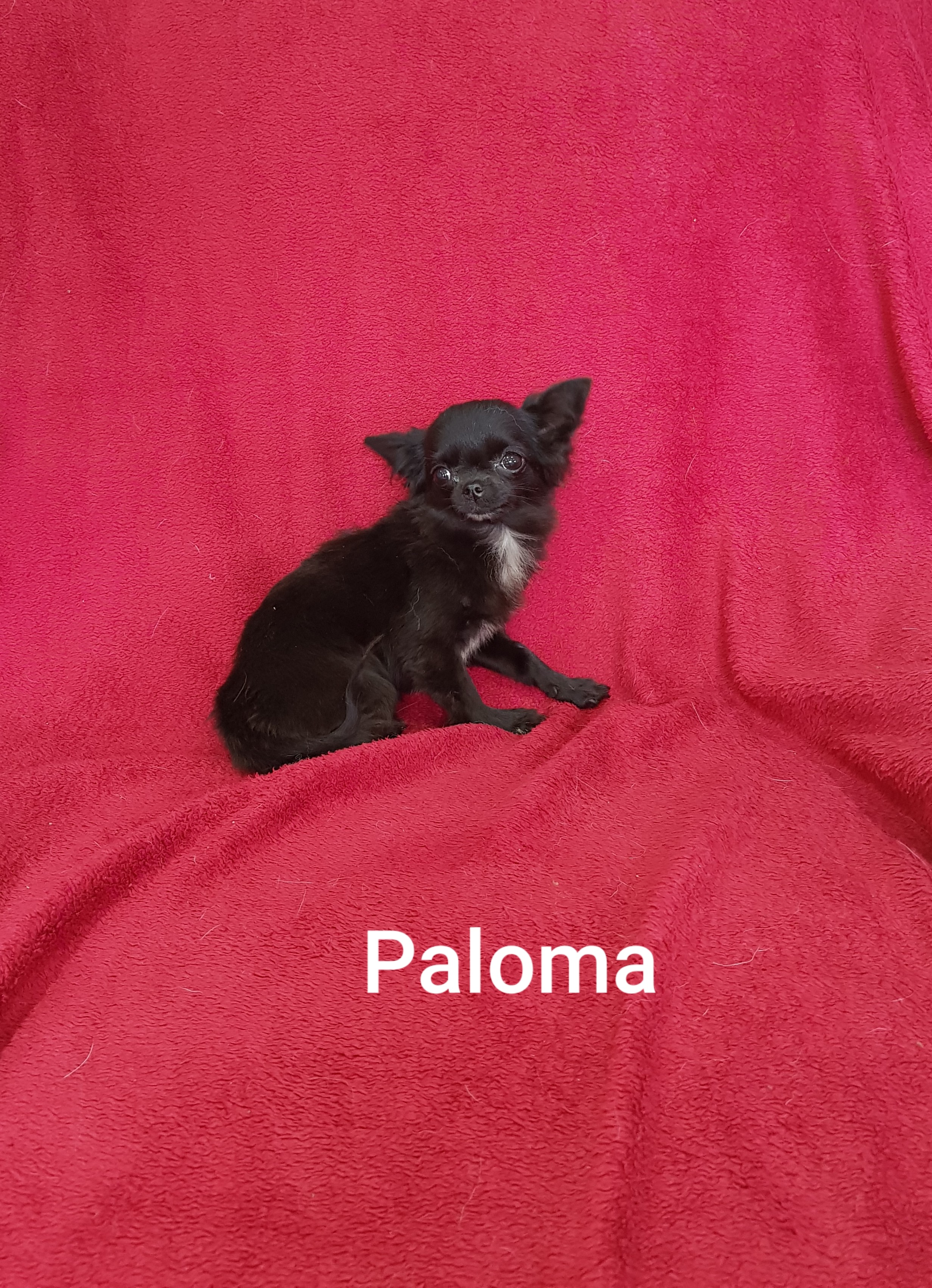 Paloma des chtichihuahuas