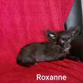 Roxanne des chtichihuahuas
