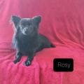 Rosy des chtichihuahuas