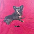 Sandy des chtichihuahuas 