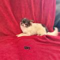 Sky des chtichihuahuas 