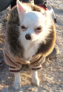 genny des chtichihuahuas