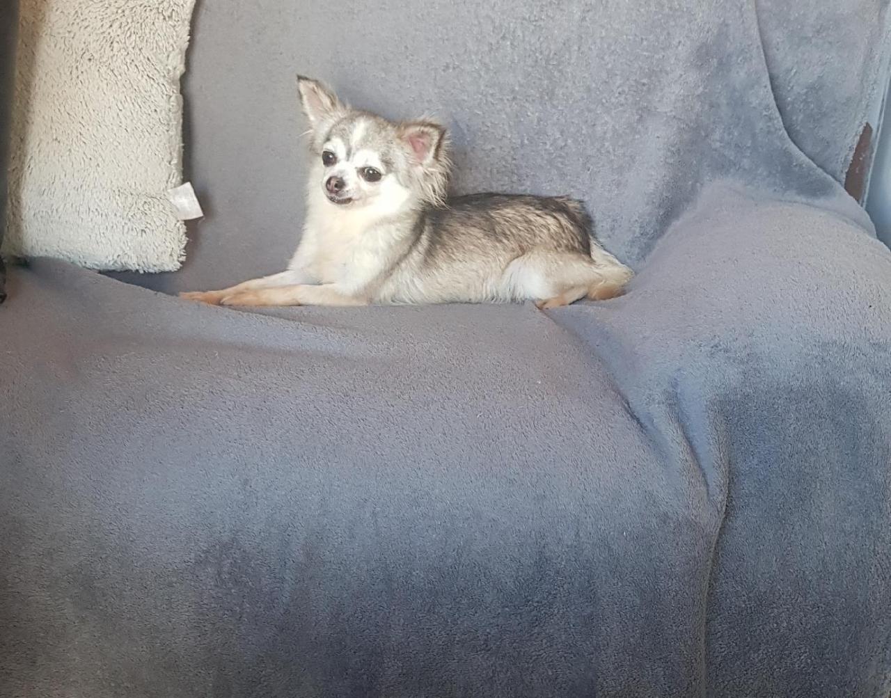 habby des chtichihuahuas