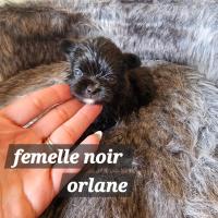 femelle noir