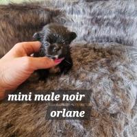 mini male noir
