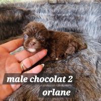 male chocolat